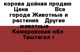 корова дойная продаю › Цена ­ 100 000 - Все города Животные и растения » Другие животные   . Кемеровская обл.,Таштагол г.